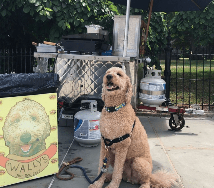 Wallys Dog Cart Newport Buzz