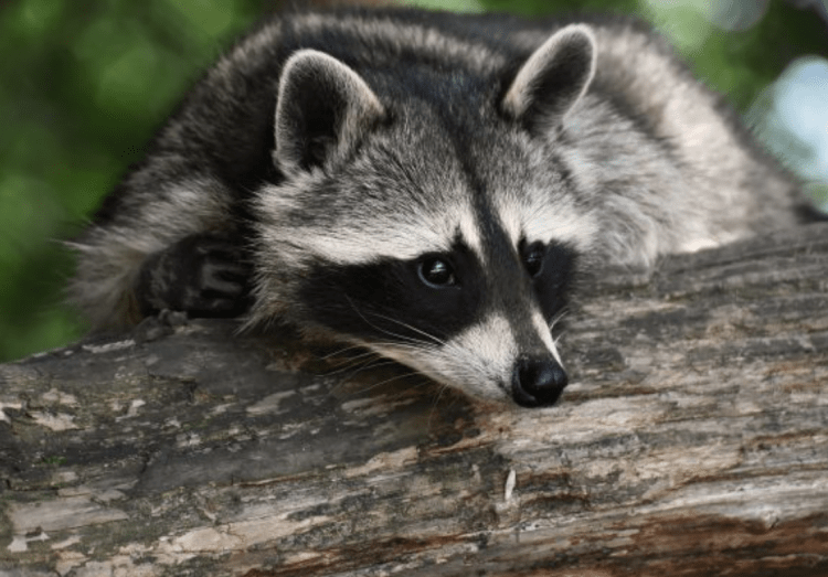 Racoon in Rhode Island tests positive for rabies - Newport Buzz