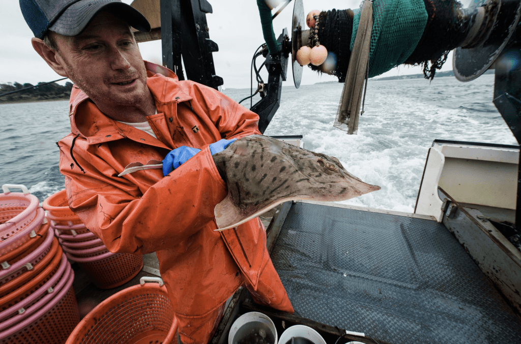 RI Seafood Launches New Website Tools and "Fishline" App to Help Local Consumers Find Fresh, Local Seafood - Vimarsana News