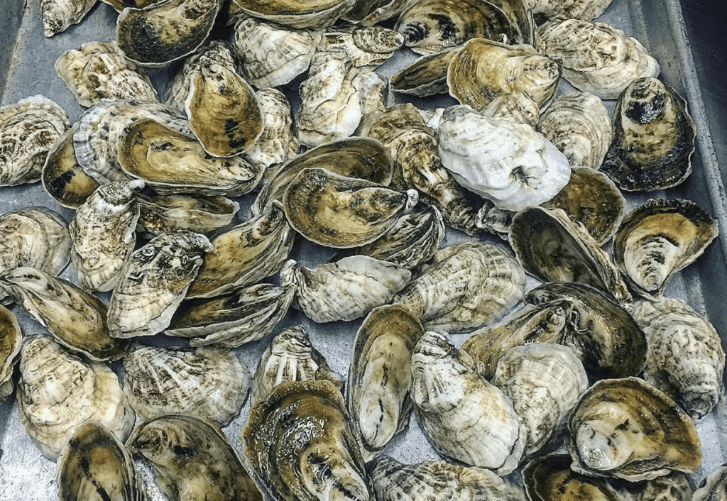 Rhode Island's Walrus & Carpenter Oysters recalled due to Vibrio