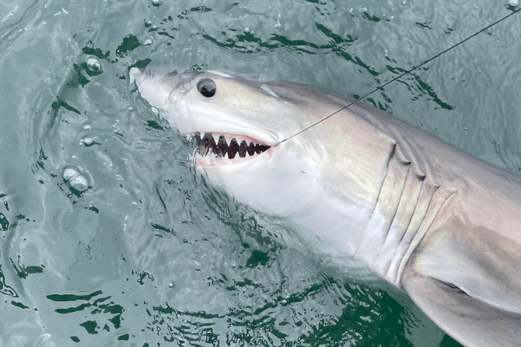 Atlantic Shark Institute Tags 50th Great White Shark in Rhode Island Waters