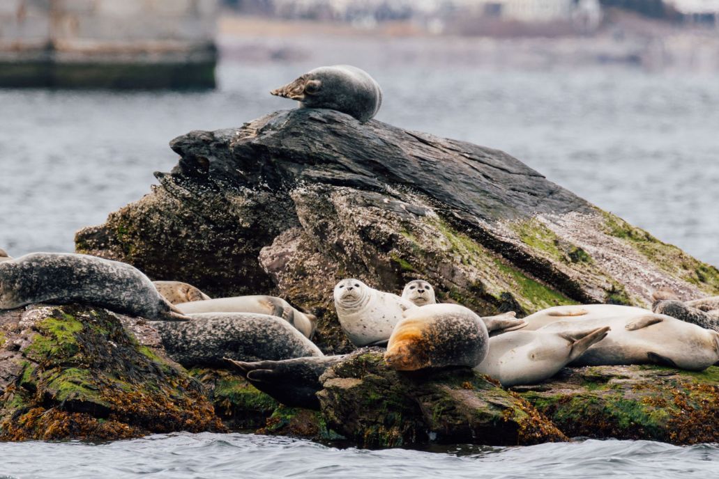 590 Seals Counted Across Rhode Island Waters in Annual Save The Bay Survey